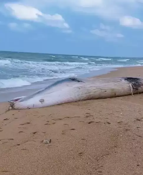 一头鲸鲨在海南沙滩搁浅 体长12.2米 重5-6吨 当地:发现时已死亡