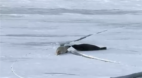 遭员工吐槽后 俞敏洪连发8条南极游视频：还在更新中