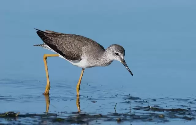 隐藏第七感:科学家首次发现人类同样具备鸟类的“远程触觉”,无需接触也能感知隐藏物体