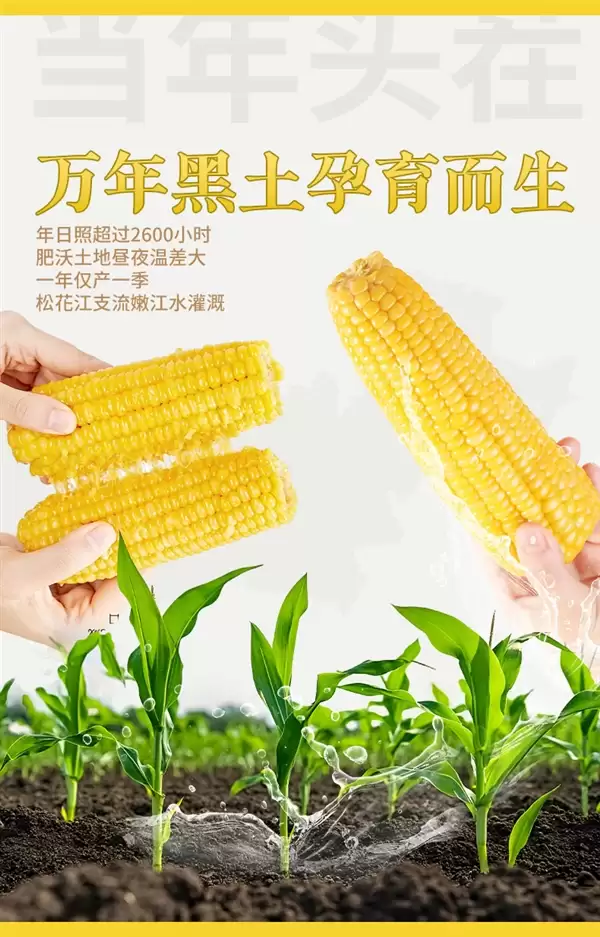 香软黄糯玉米！农投集团精选8棒装限时15.9元