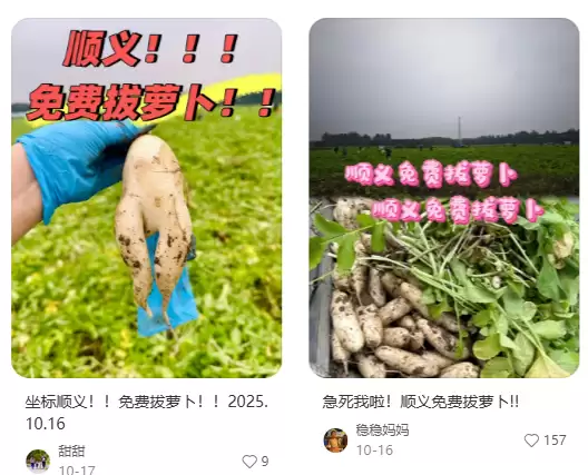 地里的菜免费“薅”?北京两人轻信网传“免费捡菜”被依法拘留