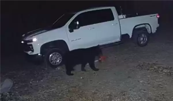 真不是AI伪造!监控拍下神奇一幕:黑熊用嘴偷走电锅