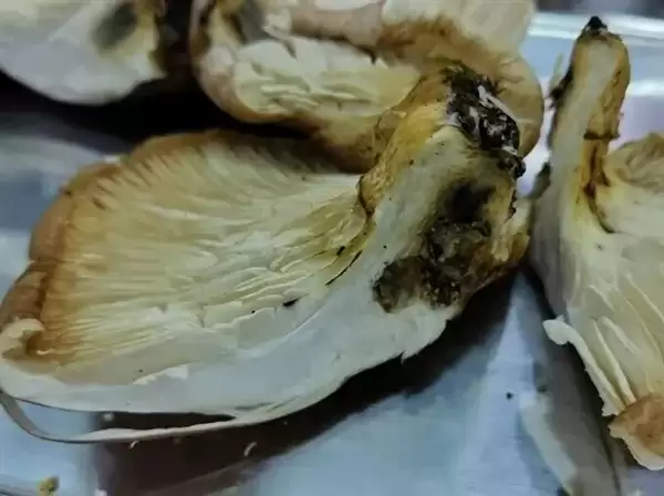 大爷进山采菇求助AI称无毒：吃下去半小时就坏事了