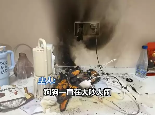 充电宝凌晨充电起火+养了一个月的狗狂吠救了全家