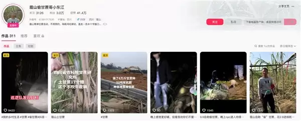 “偷甘蔗”农场有人只“偷”不给钱：老板无奈只能收取门票费