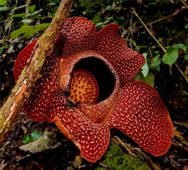 完全寄生无需光合作用 科学家苦寻13年发现全球罕见哈氏大王花