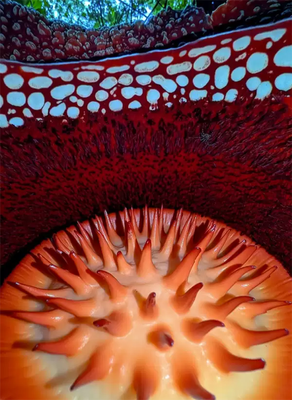 完全寄生无需光合作用 科学家苦寻13年发现全球罕见哈氏大王花