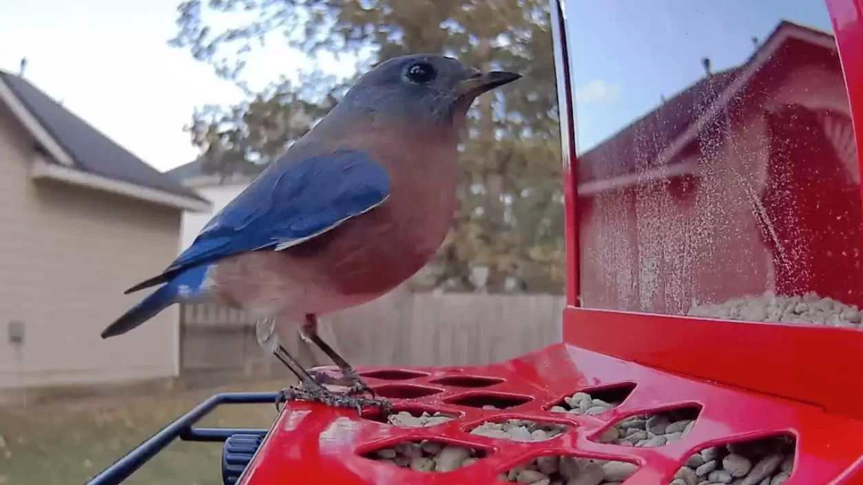 从深圳到北美:中国创企COOLFLY改写全球AI观鸟市场格局