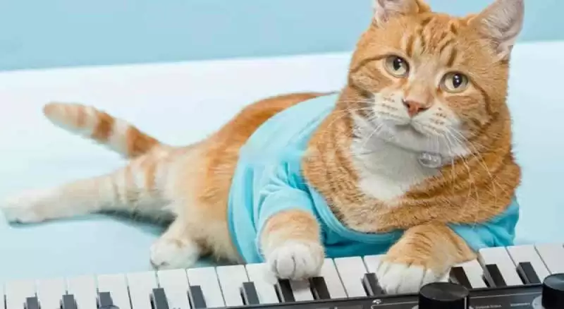 KEYCAT是什么币种?有价值吗?KEYCAT币发展前景和未来价值