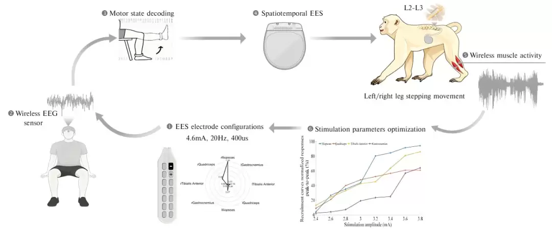 人类控制麻醉猕猴“梦中行走”,我国实现非侵入式脑机接口新突破