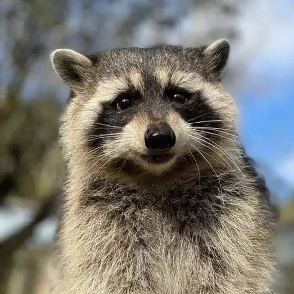 DOGE暴涨后,还有哪些新晋热门Meme币值得关注