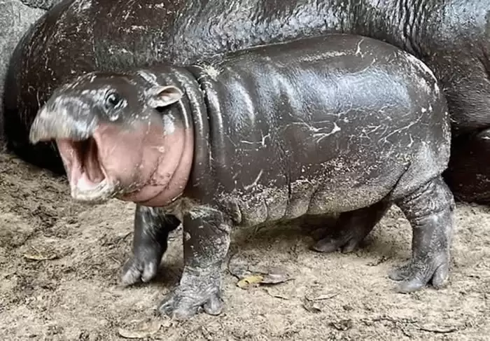 MOODENG迷因币是什么? MOODENG币未来价格及投资教学