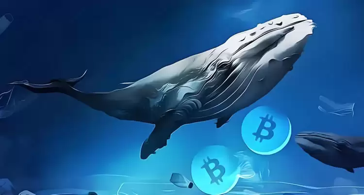 鲸鱼地址囤积比特币意味着什么？是涨还是跌？一文分析