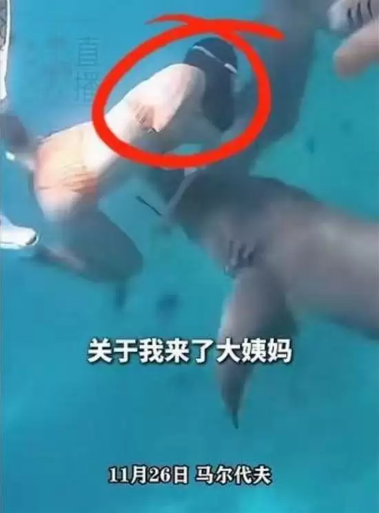 女子生理期水下潜水被鲨鱼咬伤:血腥味刺激鲨鱼