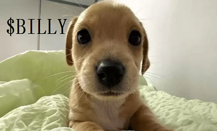 BILLY币是什么?值得投资吗?BILLY币价格预测