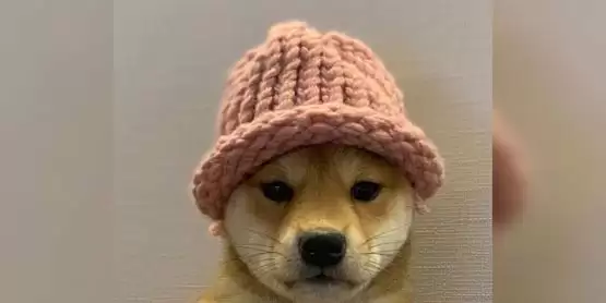 比特币震荡走软!WIF逆市飙升16% 超越PEPE成第3大的Meme币