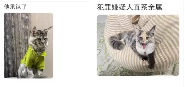 电影《疯狂动物城2》热映：一夜之间所有的缅因猫都在被盘问
