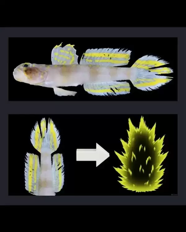 这条刚刚发现的鱼 正是被命名为：超级赛亚人！