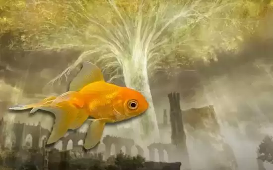 金鱼Tortellini离世:曾自动通关艾尔登法环