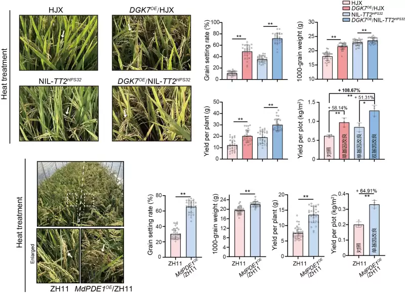 试验田产量翻倍：中国科学院破解热感知‘双重解码’机制，创制增产一倍耐热水稻