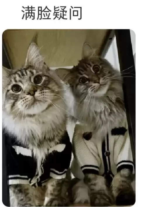 疯狂动物城2热映，宝伯特引爆缅甸猫热潮与票房奇迹