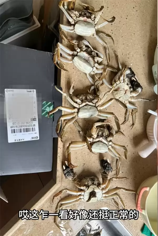 顾客AI合成死螃蟹要求退款 最新进展来了：被拘8日 195元全额追回