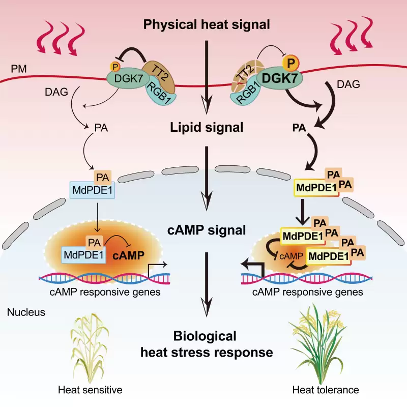 试验田产量翻倍：中国科学院破解热感知‘双重解码’机制，创制增产一倍耐热水稻