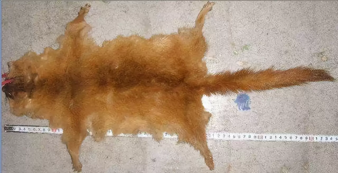 黄鼠狼皮毛