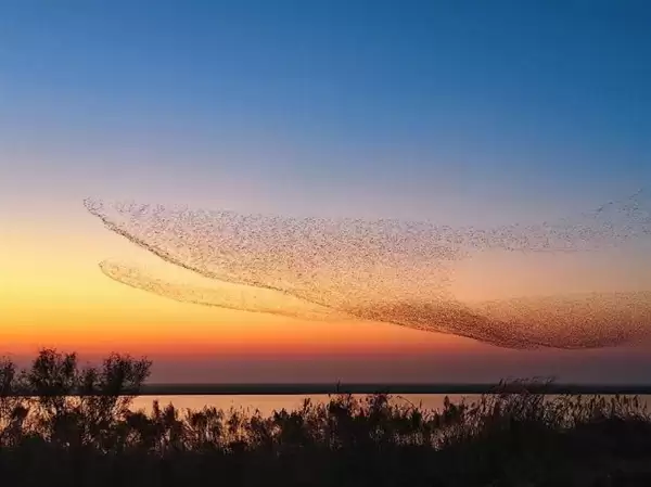 数十万只候鸟迁徙似巨鲲 网友：庄子逍遥游里“北冥有鱼”是真的