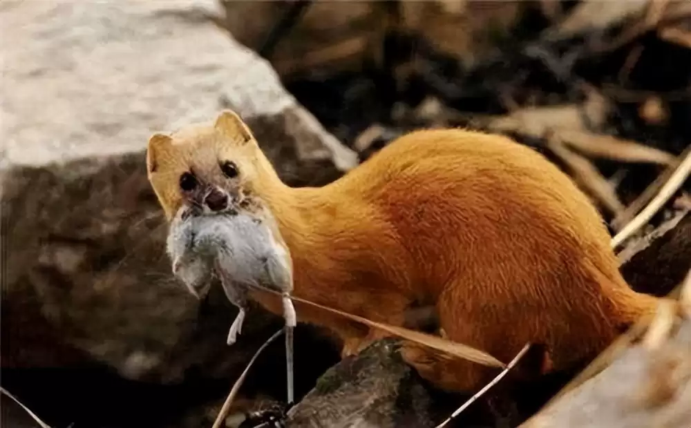 黄鼠狼的食物链