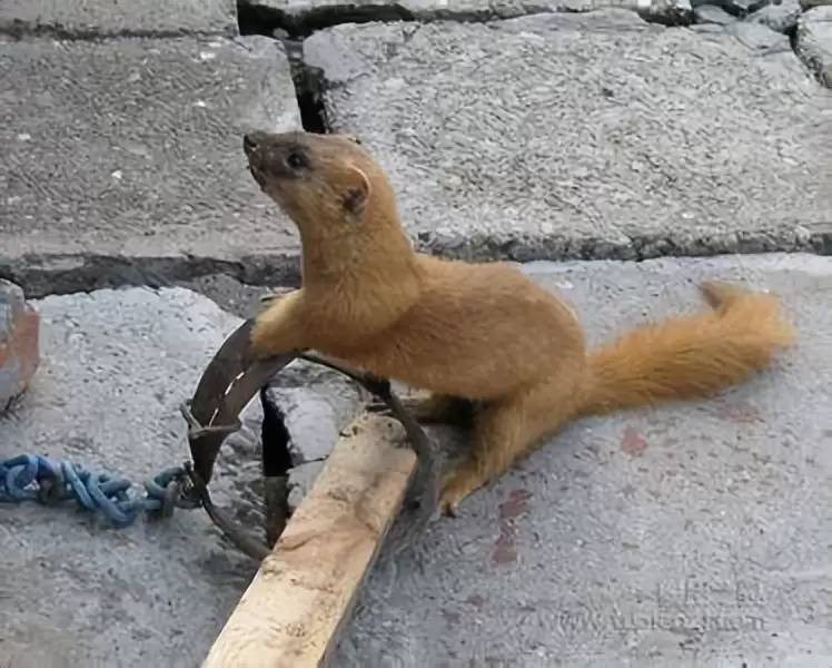 捕捉黄鼠狼