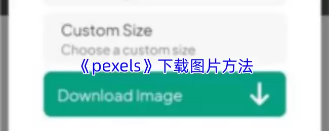 《pexels》下载图片方法