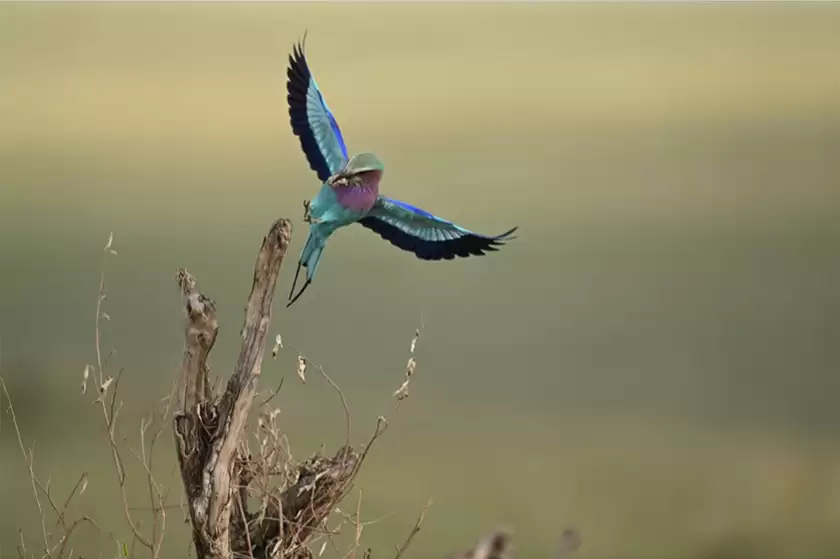 价格再度小幅下跌 尼克尔Z 180-600mm f/5.6-6.3 VR售11649元 价格再度小幅下跌 尼克尔Z 180-600mm f/5.6-6.3 VR售11649元