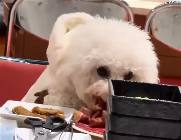 宠物狗上桌啃生肉:烤肉店停业3天