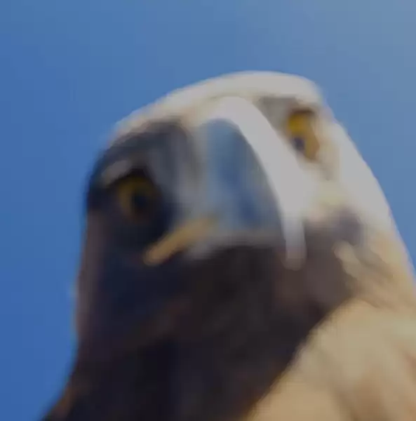 老鹰空中抓走大疆无人机 带上山顶“玩自拍”