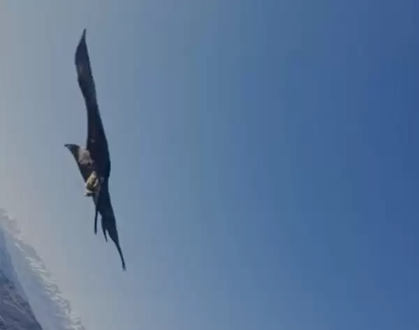 老鹰空中抓走大疆无人机 带上山顶“玩自拍”