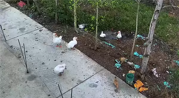 神秘消失的18斤大鹅已找到 全身都是伤：主人决定抽水追凶