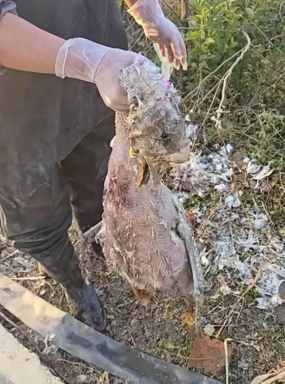 神秘消失的18斤大鹅已找到 全身都是伤：主人决定抽水追凶