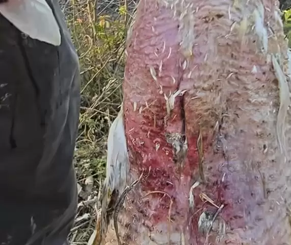 神秘消失的18斤大鹅已找到 全身都是伤：主人决定抽水追凶