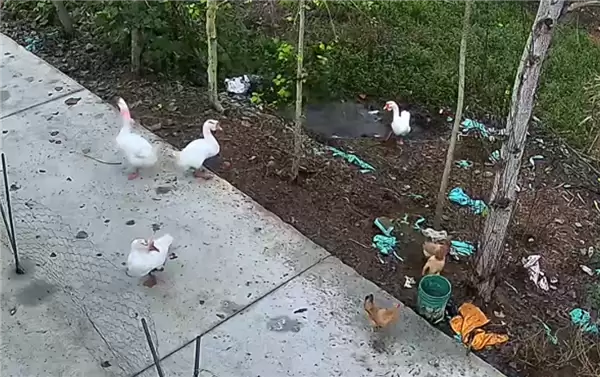 神秘消失的18斤大鹅已找到 全身都是伤：主人决定抽水追凶