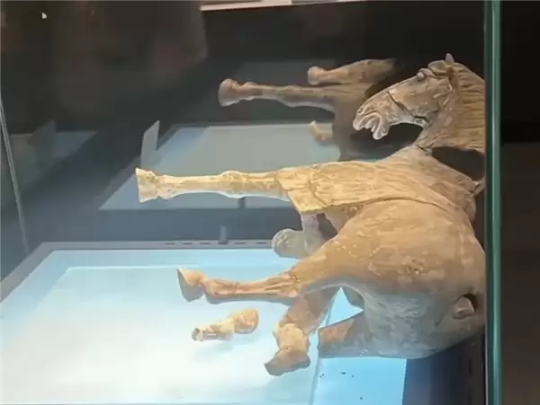 洛阳博物馆回应唐代陶马倒下断裂：原始修复部位粘接剂老化 已送修