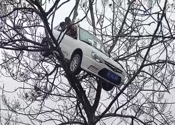 真不是AI制作！一轿车开上大树：有人被困车内