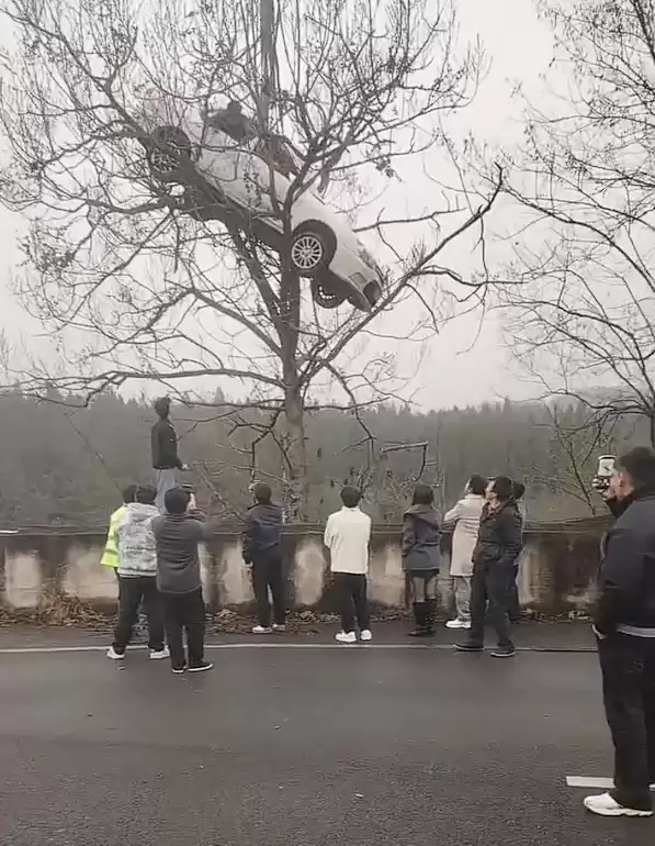 真不是AI制作！一轿车开上大树：有人被困车内