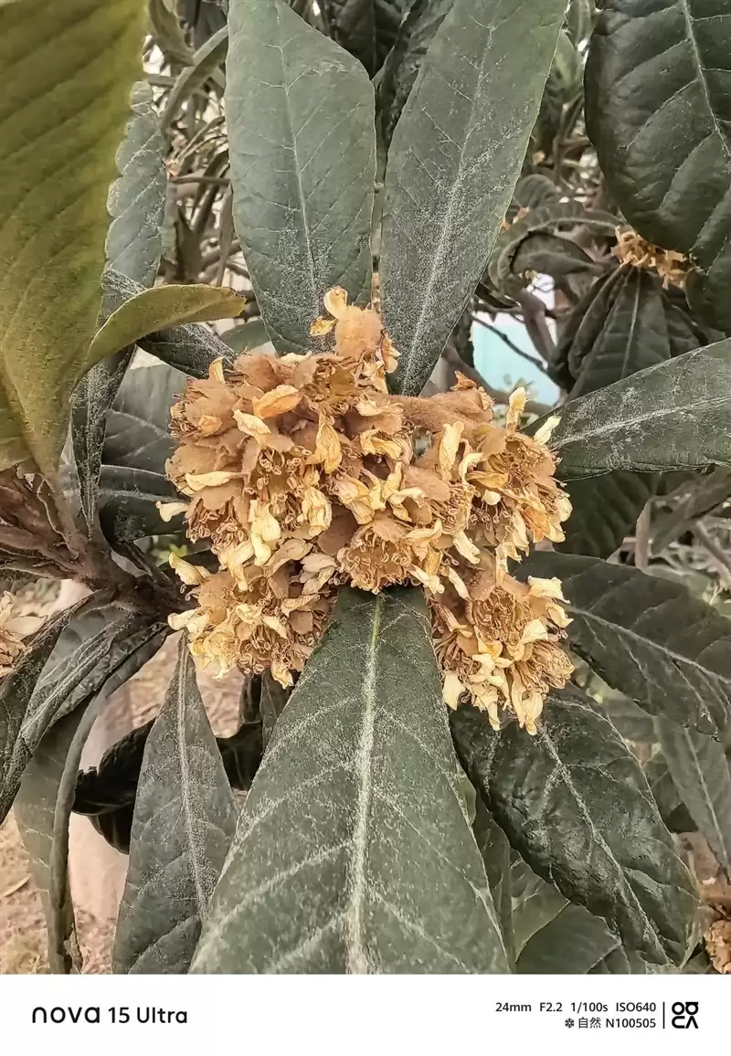 前后双红枫上阵 华为nova 15 Ultra全面评测：年轻人的影像轻旗舰！