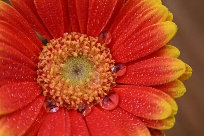 尼康推出一款具有较高便携性的变焦镜头尼克尔 Z 24-105mm f/4-7.1