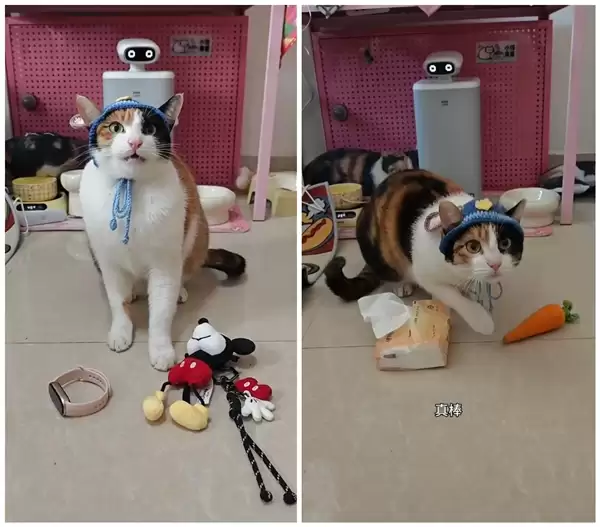 开年第一个顶流竟然是这只三花猫:抖音播放量突破3.2亿次