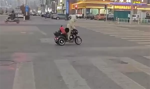 宠物狗骑电动车带另一只狗上街引争议 当地交警回应