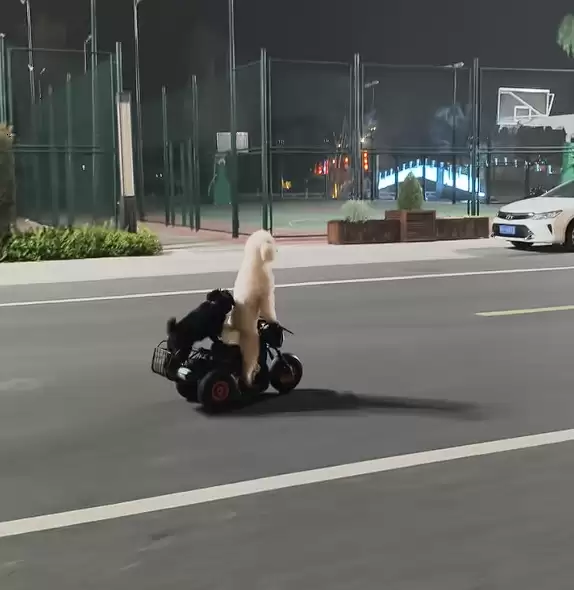 宠物狗骑电动车带另一只狗上街引争议 当地交警回应