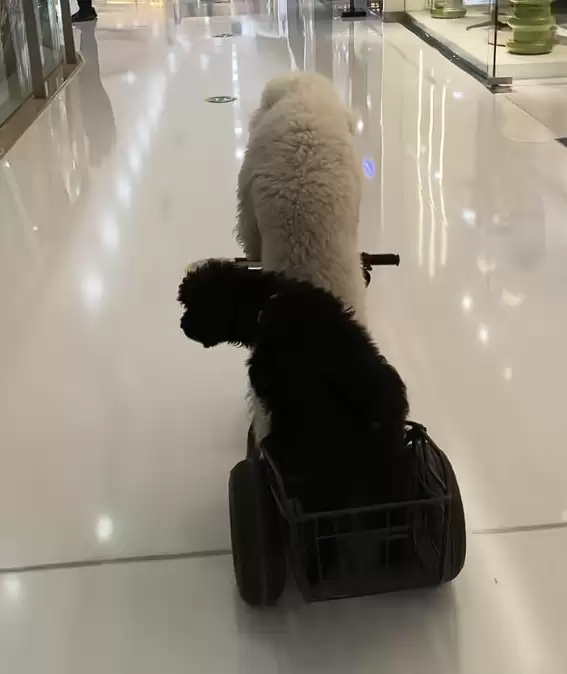 宠物狗骑电动车带另一只狗上街引争议 当地交警回应