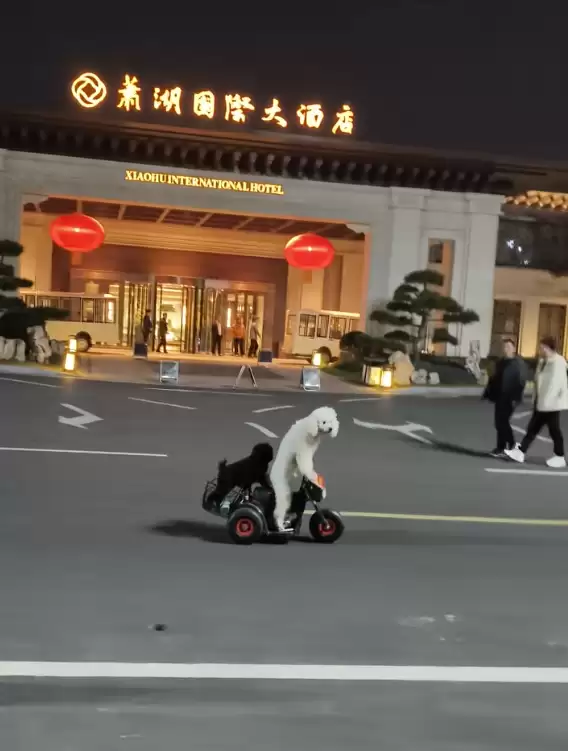宠物狗骑电动车带另一只狗上街引争议 当地交警回应